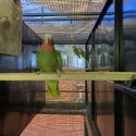 Cuban Amazon