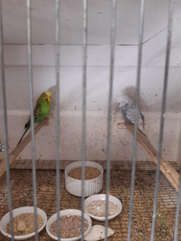 SHOW BUDGIES