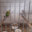 SHOW BUDGIES