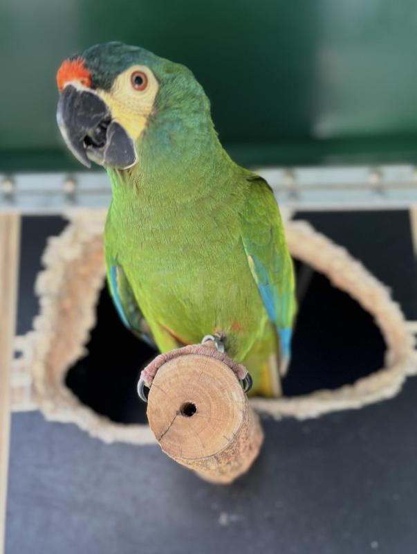 Illigers Macaw Adult Hen Bird