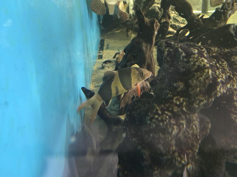 large clown loaches and driftwood catfish