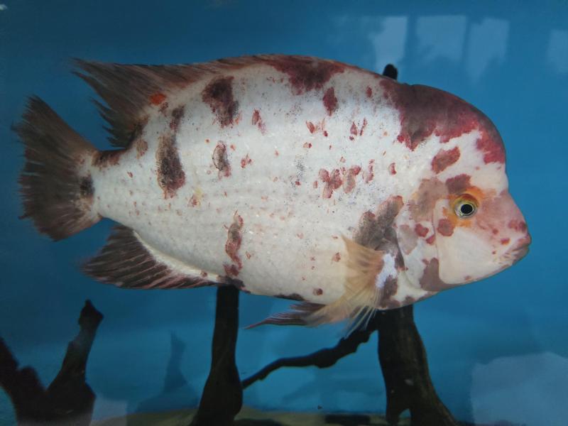marbled fenestratus x red devil
