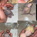 Baby opaline Indian ringnecks