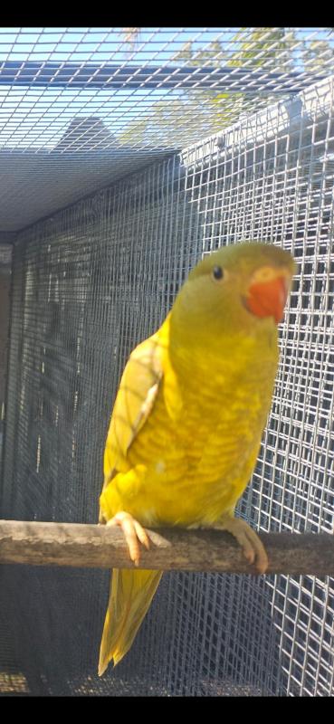 Mustard scaly breasted lorikeet