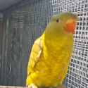 Mustard scaly breasted lorikeet