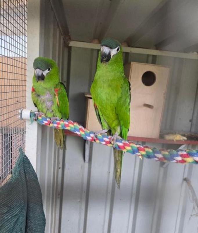 Hahn macaw pair