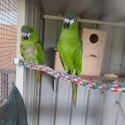 Hahn macaw pair