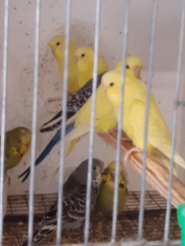 SHOW BUDGIES