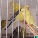 SHOW BUDGIES