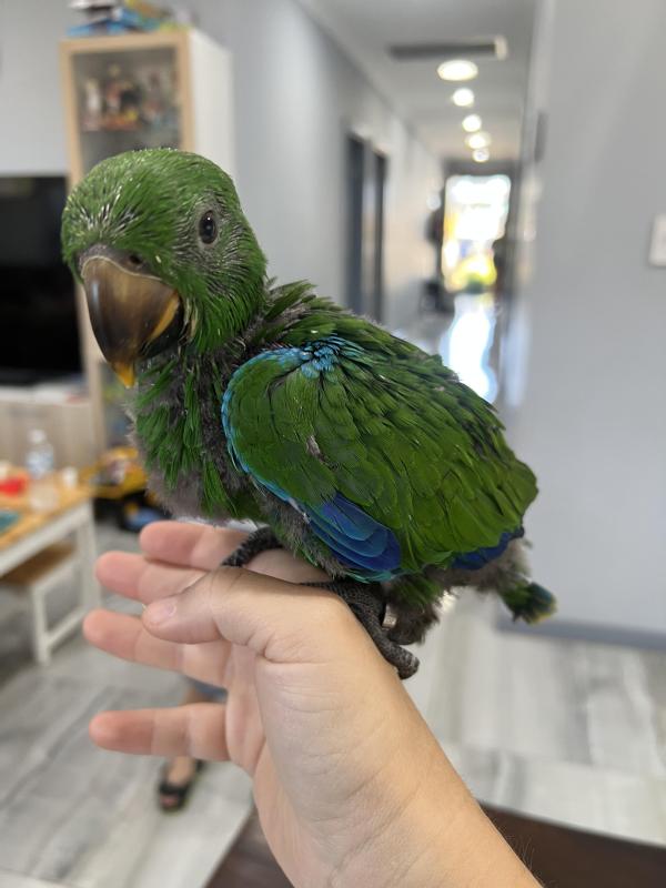 Hand raised eclectus