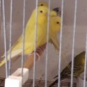 show budgies