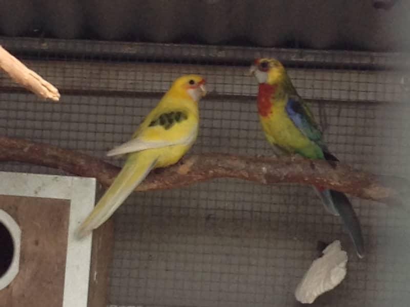EASTERN ROSELLA BREEDING PAIR