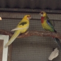 EASTERN ROSELLA BREEDING PAIR