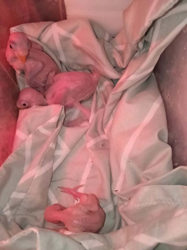 Indian ring neck babies for sale to experienced hand raisers