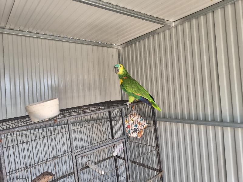 Amazon, Eclectus, Alexanderines, Plumheads and peachfaces for sale