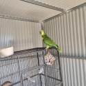 Amazon, Eclectus, Alexanderines, Plumheads and peachfaces for sale
