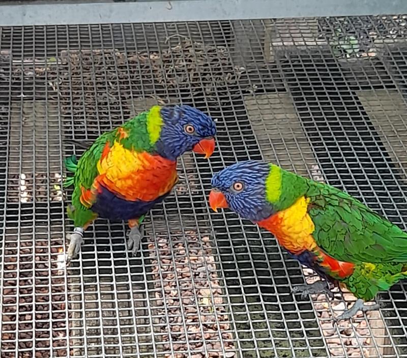Rainbow Lorikeets