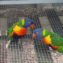Rainbow Lorikeets