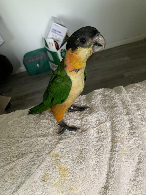 Black headed caiques