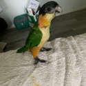 Black headed caiques
