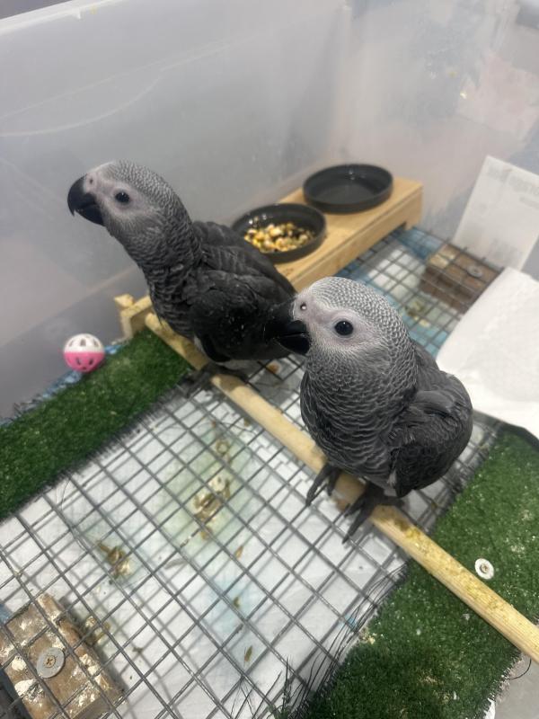 African Grey Babies