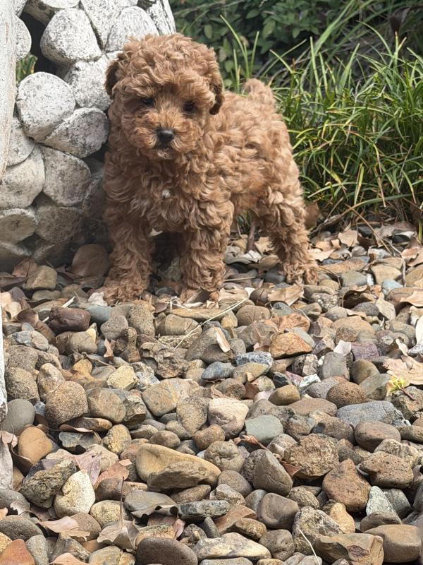 Toy Cavoodles ready now