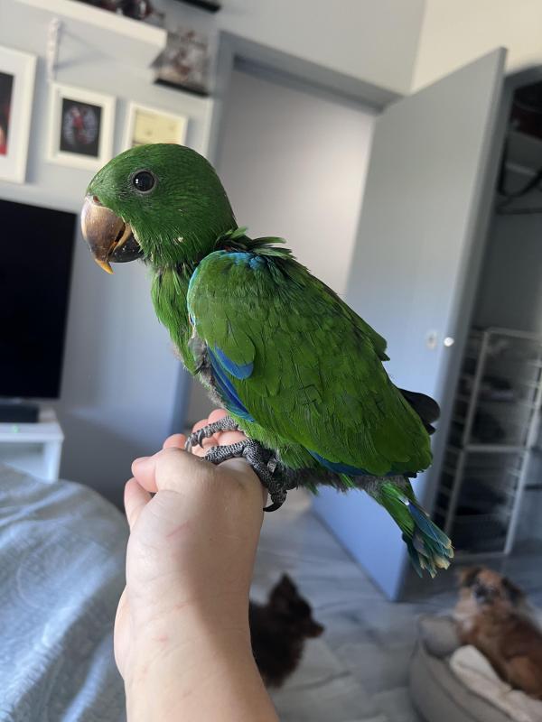 Hand raised eclectus
