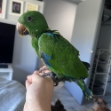 Hand raised eclectus