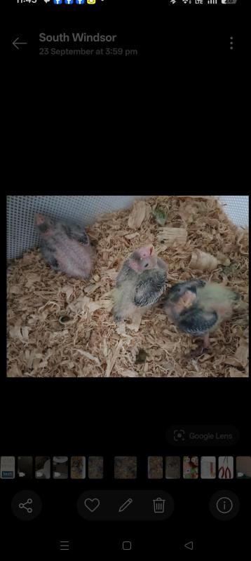 4 X baby Cockatiels