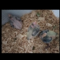 4 X baby Cockatiels