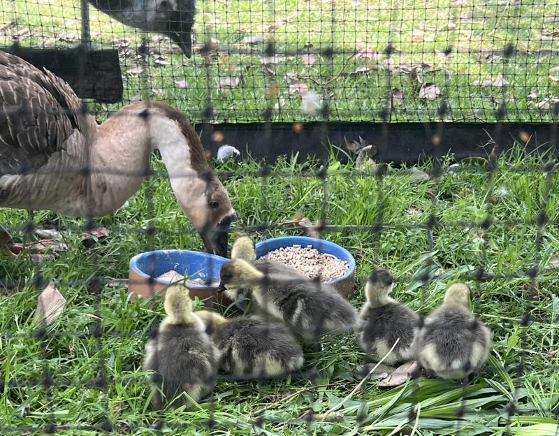 Chinese Brown Goslings