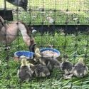 Chinese Brown Goslings