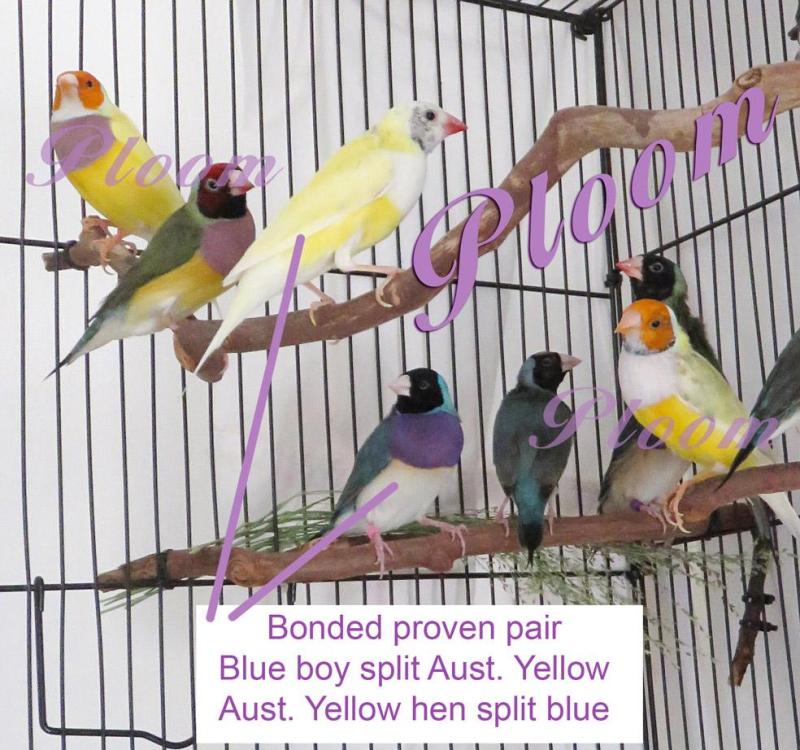 Bonded proven successful pair