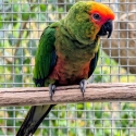 Gold Capped Conures 25/26 pair and spare hen