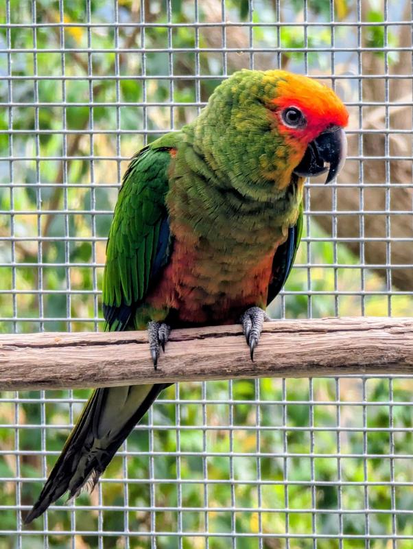 Gold Capped Conures, mature proven breeding pairs.