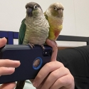 DF Violet cock & Pineapple Conures