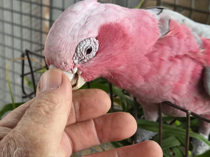 Cockatoos For Sale