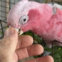 Cockatoos For Sale