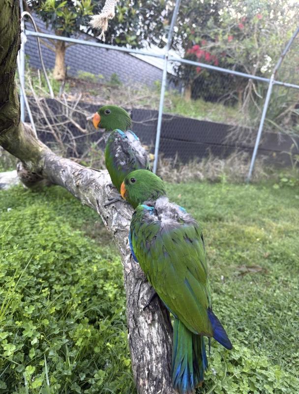 Eclectus Parrots