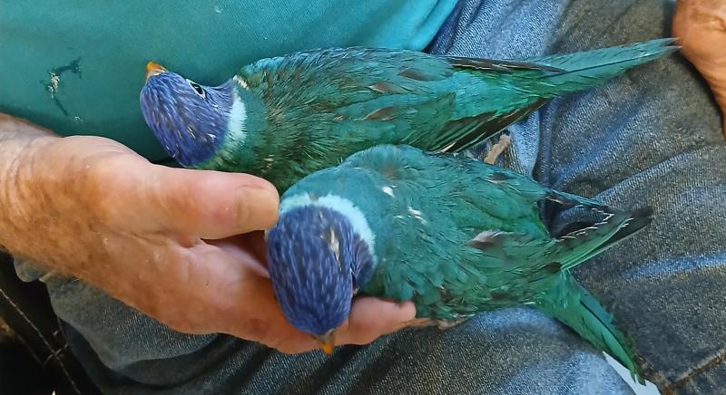 Two hand fed blue rainbow lorikeets