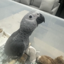 African Grey Babies - Male - Weaned
