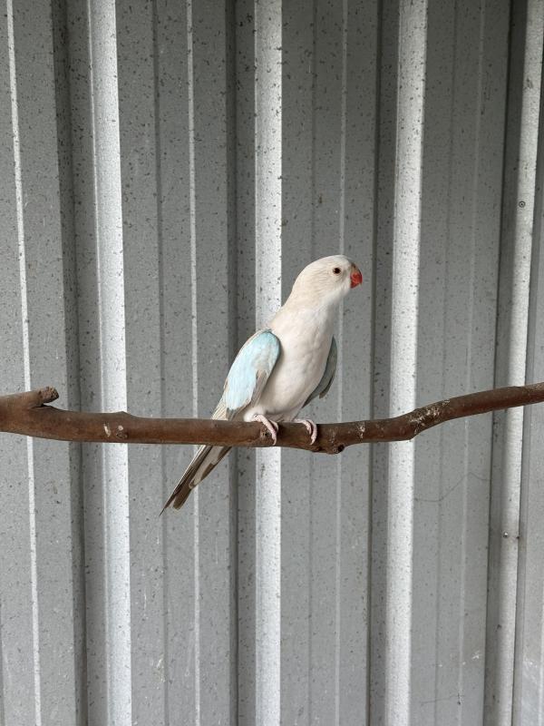 Blue Cinnamon Princess Parrot