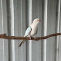 Blue Cinnamon Princess Parrot