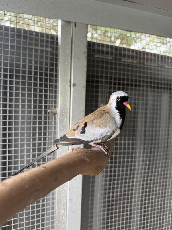 Masked Dove Male