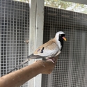 Masked Dove Male