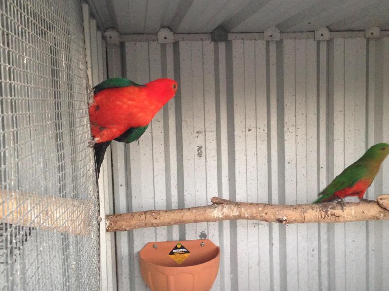 KING PARROTS PR