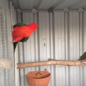 KING PARROTS PR