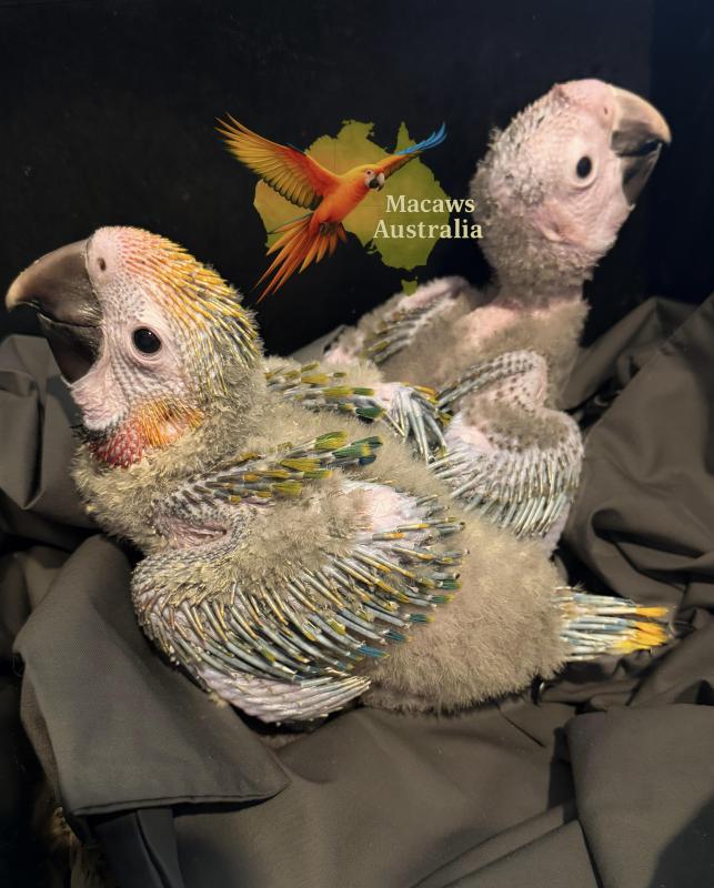 Male Yellow Dominant Camelot Macaw
