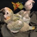 Male Yellow Dominant Camelot Macaw