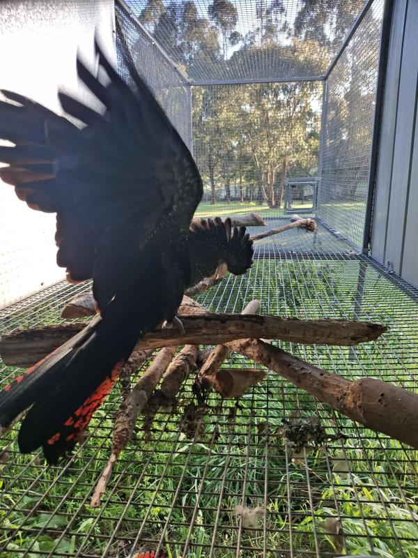 Wheatbelt Samueli RTB Hen